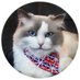 Boris, the Conservative Cat. (@gorgeous_boris) Twitter profile photo