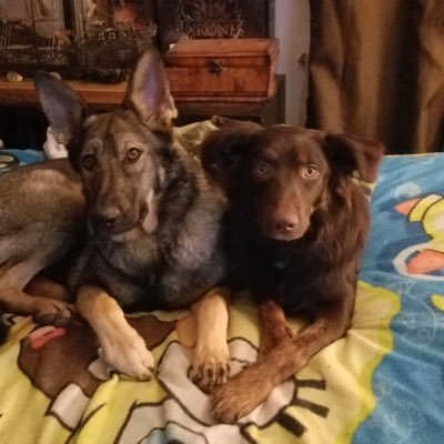 Retired in Oregon, K9 Viet Vet. retired CCRN, MAGA, insane DOG lover, slave to my garden. No DMs. Cancer survivor. NO PORN . No hookups! GOD is lights my path!