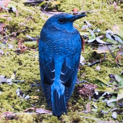 chorittai's profile picture. 京大総人。鳥・恐竜・魚をはじめ生き物全般が好き。日本史にも興味あり。観葉植物のガジュマルを育てています。DMにはあまり返信しません。