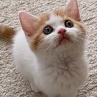 猫 犬 好き (@sixtones_dog) 's Twitter Profile Photo