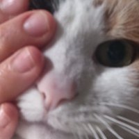Sigamos acá (@noregistraos) 's Twitter Profile