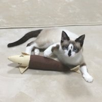 迷子猫コロ@大阪府吹田市 (@i6q6ccivhzrs8nm) 's Twitter Profile Photo 迷子猫コロ@大阪府吹田市 (@i6q6ccivhzrs8nm) 's Twitter Profile Photo