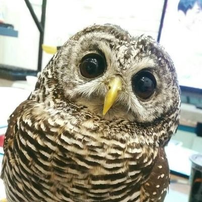 poeandback's profile picture. アカアシモリフクロウのPoeです♡