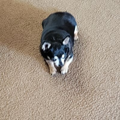 eodcraft's profile picture. Ex EOD Tech Gulf War Veteran