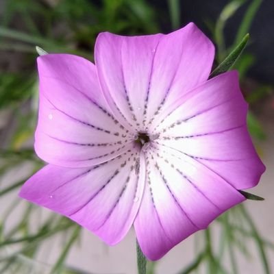 98compatible's profile picture. 理由（ワケ）あって、アカ分け！