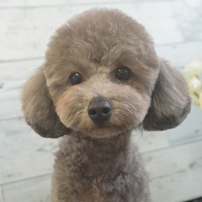 ibuki_20210109's profile picture. トイプードルのシルバー体重3.2キロ
2021年1月9日生まれの男の子です。
2021年３月14日に家族になりました。
性格は甘えん坊で天の邪鬼です(笑)