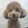 ibuki_20210109's profile picture. トイプードルのシルバー体重3.2キロ
2021年1月9日生まれの男の子です。
2021年３月14日に家族になりました。
性格は甘えん坊で天の邪鬼です(笑)