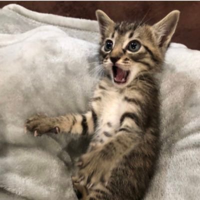 yakiimokoimo's profile picture. 