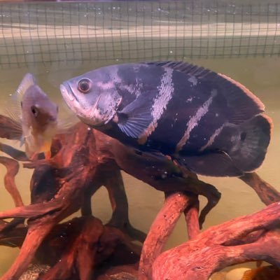 yuer87040158's profile picture. 我爱鱼儿