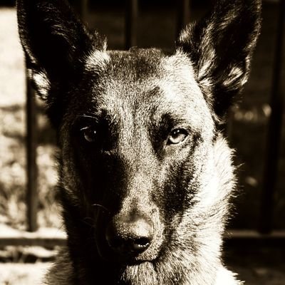 Malinois owner (3), jiu jitsu, karate, shooting, power training, gardening, photography, Norway, Switzerland, sleeping. Nature protector.