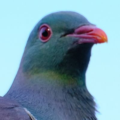 PEPCK's profile picture. 