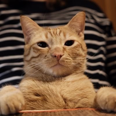 astien1986's profile picture. 