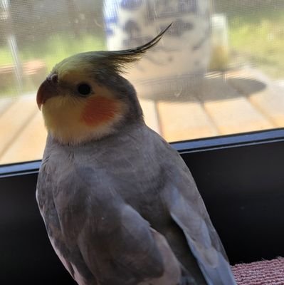 鳥が大好き❤
よろしくです自分は大好きな鳥を飼ってます
家ではセキセイインコが6羽、コザクラインコ1羽、オカメインコ4羽、ウロコインコ1羽ボタンインコ1羽の計14羽飼ってます。みんな自分の愛する家族です毎日賑やかで、毎日が幸せです(*ˊ˘ˋ*)自分の愛する家族14羽いつまでも長生きしてね。大切なわが子達です