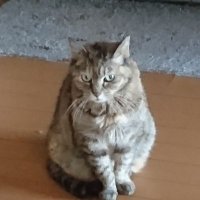 こびこ (@cathappylove) 's Twitter Profile Photo こびこ (@cathappylove) 's Twitter Profile Photo