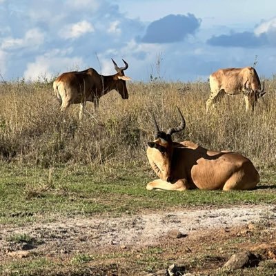 ElmogeAffey's profile picture. 