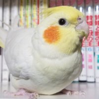 鳥好き・愛 (@torisuki_ai) Twitter profile photo