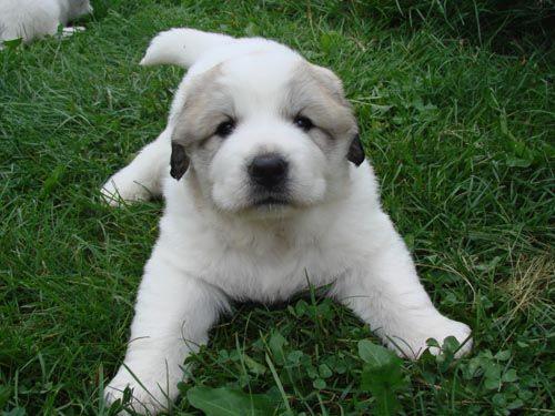 strongarhip's profile picture. Взаимный Фолловинг! Читаю с удовольствием если есть что :) - люблю людей особенно девушек :) БЕЛЫЙ И ПУШИСТЫЙ!