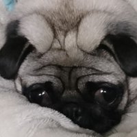 あひーじょ (@s07kin) 's Twitter Profile