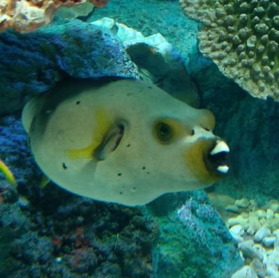 さかなクン大学生き物学科🐙研の4年生