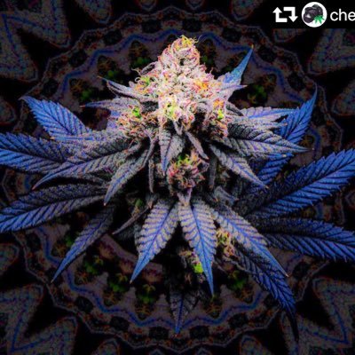 i_waz_muzic's profile picture. 気ままにchillして生きていきたい🌳❌🍄🍯🌈🚲🍨無言フォローすいません🙇‍♂️仕事中とか運転中はスペース覗いても聞き専です