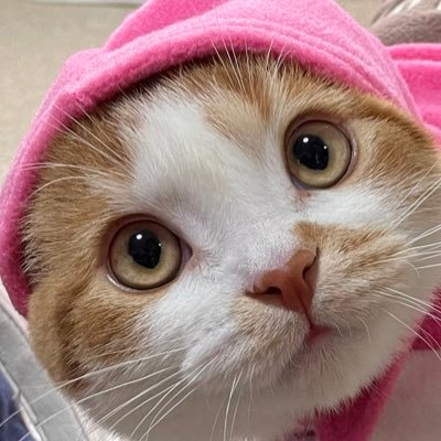 mai0716gon1000's profile picture. スナフキンに憧れる自由人（既婚者）。ボランティアをしたいのと、情報を知りたくて開設しました。無言フォロー失礼します。たぶん謎の人。こう見えて防災士。多趣味で飽き性。DMは基本的にお断りです。ご了承下さい。