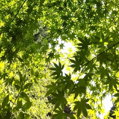 genzitutouhi_70's profile picture. 歌い手さん、VTuberさん！
大好きです！！
APEXちょー楽しい。
目指せダイヤなれたぞ💎
無言フォロー失礼します┏○ﾍﾟｺｯ