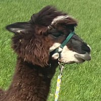 Herbert Rahm (@rahm_herbert) 's Twitter Profile