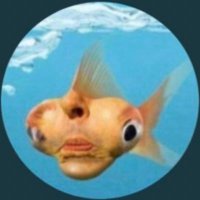 Nemo🐡(@NemoPays) 's Twitter Profile Photo