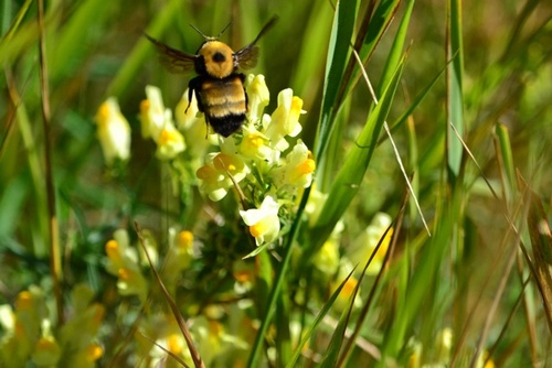 bumbled_bee's profile picture. 