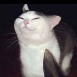 sweener_t's profile picture. 24, they/them, Luo Binghe apologist