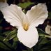 Ontario Flower (@Ontario_flower7) Twitter profile photo