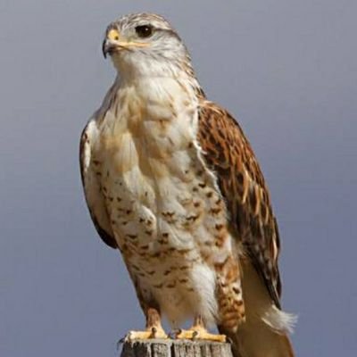 Makelarholong's profile picture. 