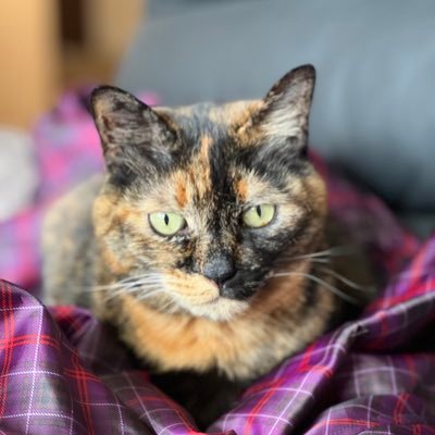 オマメさんのプロフィール画像
