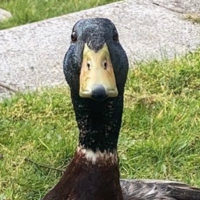 Lancaster Uni Duck Fan Page