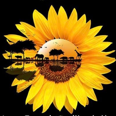 Sunflowersafar's profile picture. Tanzania safari, day trips / Mountain climbing🏔