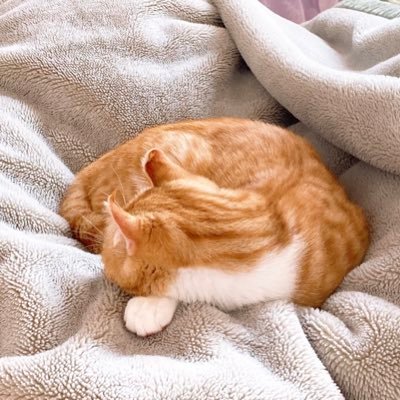 サビ猫のルナ♀🐈‍⬛ アメリカンカールのカール♂🐈初めて猫ちゃんたちと暮らし始めたので色々勉強中⸝⸝ʚ̴̶̷̆ ̯ʚ̴̶̷̆⸝⸝♡♡基本的に見る専門なので無言フォロー失礼します🐾໊と、いいつつ投稿もちょいちょいしてます*´꒳`ฅ