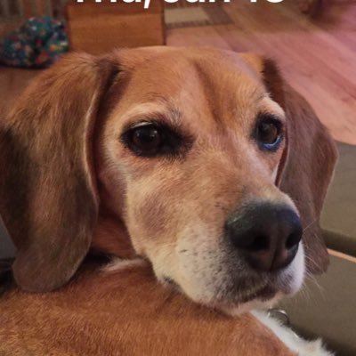 PattiWohnhas's profile picture. Because I care