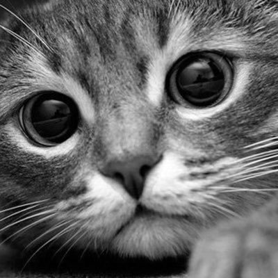 farmboyphoto's profile picture. "The Cat Whisperer" - Gym Rat. Photographer. Scouter. Musical Theater Videographer. Christian. Patriot. MAGA. Support Military, PD, EMS. 🚫P*RN. Husband, Dad.