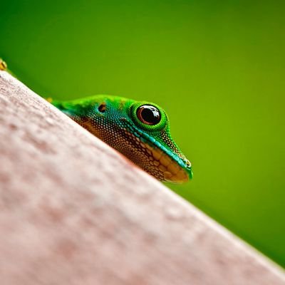 GreatMinds0's profile picture. God is great