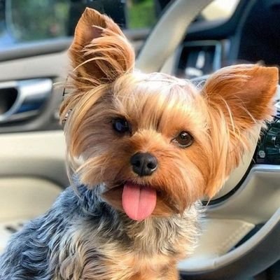 muraran6002's profile picture. HSS型HSP、エンパス（共感力）も高め、内向型。強みは収集心、内省、最上思考


HSS型HSP。家族にステージ４の慢性腎臓病患者がいる。