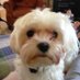 Macho Maltese (@henrybechard1) Twitter profile photo Macho Maltese (@henrybechard1) Twitter profile photo