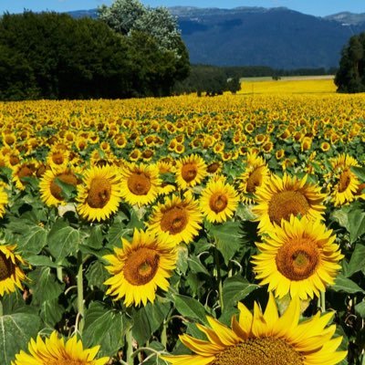 cygana_'s profile picture. 