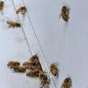 David Longworth - @Dll5116 - Twitter