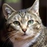 Cat_Ardis's profile picture. 