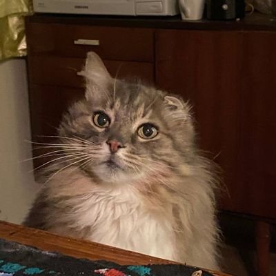 boyovi_id_p_cov's profile picture. Русскіе йдуть нахуй