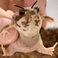Frog Enjoyer #2171 (@real_tr0glodyte) 's Twitter Profile