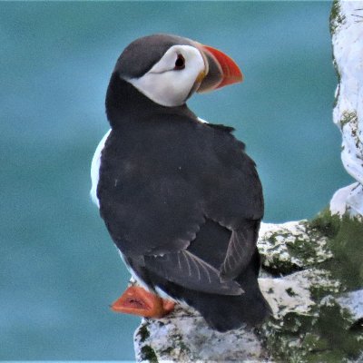 Christian, birder, photographer, RSPB Bempton Cliffs volunteer.