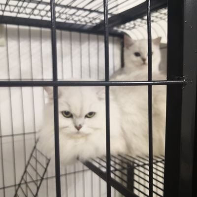 WonWeileng's profile picture. footjob lover