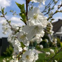 Frau Kakao (@kakaofra) Twitter profile photo