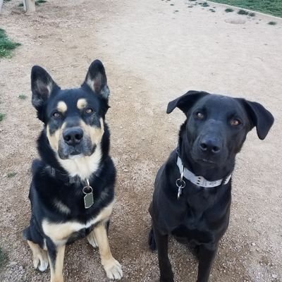 Day in the life of Arnold(GSD) and Reagan(rescued labrador/doberman mix).
#dogtraining 
#dogplay 
#agilitytraining 
#dogtrainer